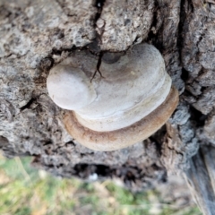 zz Polypore (shelf/hoof-like) at Molonglo Valley, ACT - 20 Jul 2022