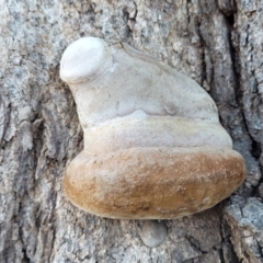 zz Polypore (shelf/hoof-like) at Molonglo Valley, ACT - 20 Jul 2022 03:57 PM