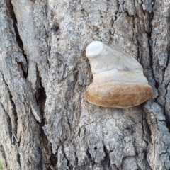 zz Polypore (shelf/hoof-like) at Molonglo Valley, ACT - 20 Jul 2022 03:57 PM