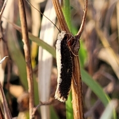 Unidentified Other moth at Molonglo Valley, ACT - 20 Jul 2022 by trevorpreston