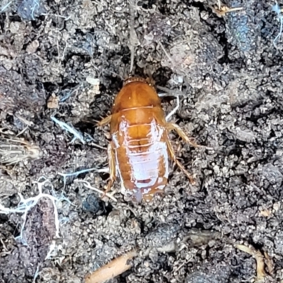Blattidae sp. (family) (Unidentified blattid cockroach) at Molonglo Valley, ACT - 20 Jul 2022 by trevorpreston