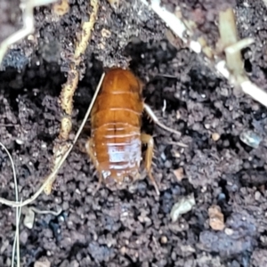 Blattidae sp. (family) at Kama - 20 Jul 2022 03:53 PM