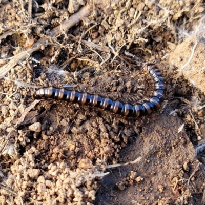 Paradoxosomatidae sp. (family) (Millipede) at Molonglo River Reserve - 20 Jul 2022 by trevorpreston