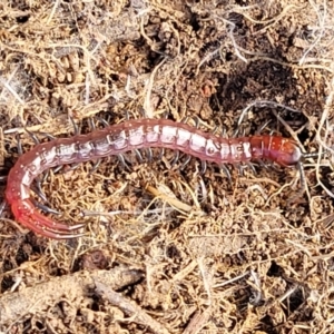 Cormocephalus sp.(genus) at Molonglo Valley, ACT - 20 Jul 2022