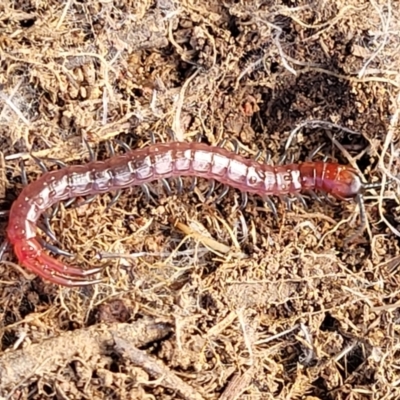 Cormocephalus sp.(genus) (Scolopendrid Centipede) at Molonglo Valley, ACT - 20 Jul 2022 by trevorpreston