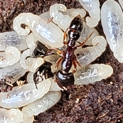 Amblyopone sp. (genus) (Slow ant) at Molonglo River Reserve - 20 Jul 2022 by trevorpreston