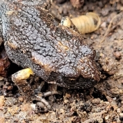 Uperoleia laevigata (Smooth Toadlet) at Molonglo Valley, ACT - 20 Jul 2022 by trevorpreston