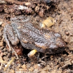 Uperoleia laevigata at Molonglo Valley, ACT - 20 Jul 2022