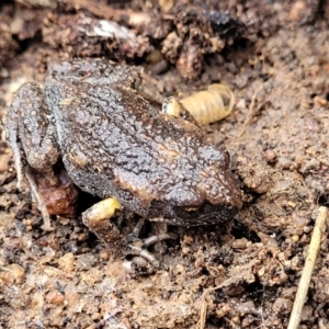 Uperoleia laevigata at Molonglo Valley, ACT - 20 Jul 2022