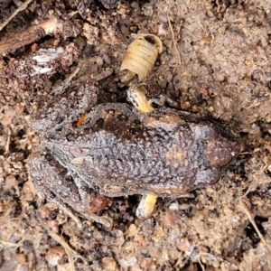 Uperoleia laevigata at Molonglo Valley, ACT - 20 Jul 2022