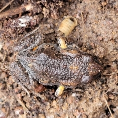 Uperoleia laevigata at Molonglo Valley, ACT - 20 Jul 2022