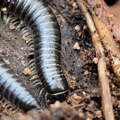 Ommatoiulus moreleti (Portuguese Millipede) at Kama - 20 Jul 2022 by trevorpreston