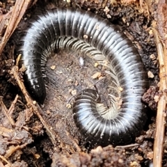 Ommatoiulus moreleti at Molonglo Valley, ACT - 20 Jul 2022