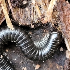 Ommatoiulus moreleti at Molonglo Valley, ACT - 20 Jul 2022