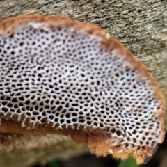 Phaeotrametes decipiens at Molonglo Valley, ACT - 20 Jul 2022