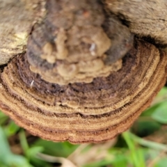 Phaeotrametes decipiens at Molonglo Valley, ACT - 20 Jul 2022