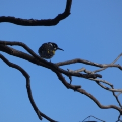 Phylidonyris novaehollandiae (New Holland Honeyeater) at Acton, ACT - 19 Jun 2022 by Birdy