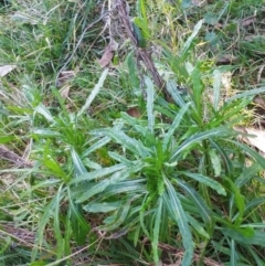 Senecio linearifolius (Fireweed Groundsel, Fireweed) at Molonglo Valley, ACT - 19 Jul 2022 by sangio7