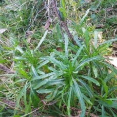 Senecio linearifolius (Fireweed Groundsel, Fireweed) at The Pinnacle - 19 Jul 2022 by sangio7