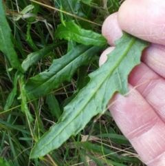 Senecio linearifolius at Molonglo Valley, ACT - 19 Jul 2022