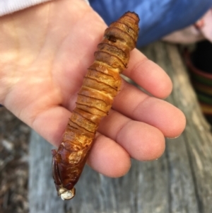 Hepialidae (family) IMMATURES at Cook, ACT - 20 Jul 2022