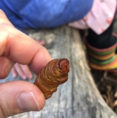 Hepialidae (family) IMMATURES at Cook, ACT - 20 Jul 2022