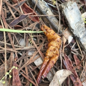 Hepialidae (family) IMMATURES at Cook, ACT - 20 Jul 2022