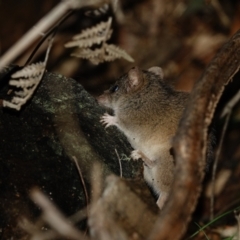 Antechinus agilis (Agile Antechinus) at Tidbinbilla Nature Reserve - 20 Jul 2022 by Ct1000