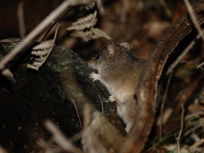 Antechinus agilis (Agile Antechinus) at Paddys River, ACT - 20 Jul 2022 by Ct1000