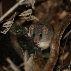 Antechinus agilis at Paddys River, ACT - 20 Jul 2022