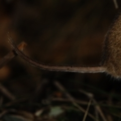 Antechinus agilis at Paddys River, ACT - 20 Jul 2022