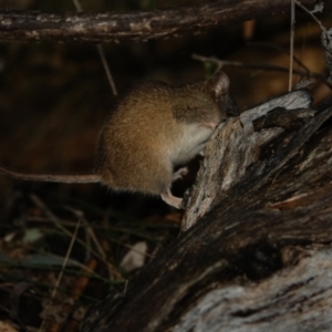 Antechinus agilis at Paddys River, ACT - 20 Jul 2022