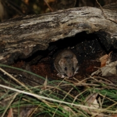 Antechinus agilis at Paddys River, ACT - 20 Jul 2022