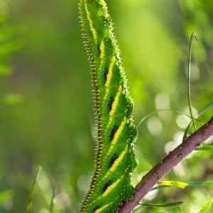 Coequosa triangularis at Penrose, NSW - 24 Nov 2016