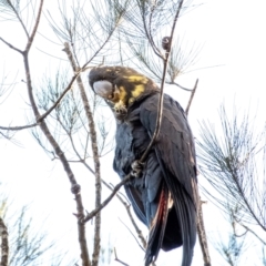 Calyptorhynchus lathami lathami (Glossy Black-Cockatoo) at Wingello - 15 Jul 2022 by Aussiegall