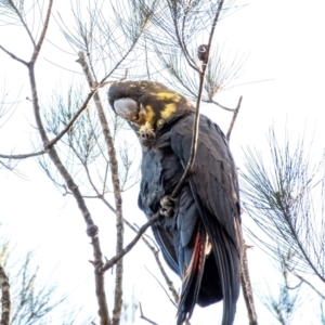 Calyptorhynchus lathami lathami at Wingello, NSW - suppressed