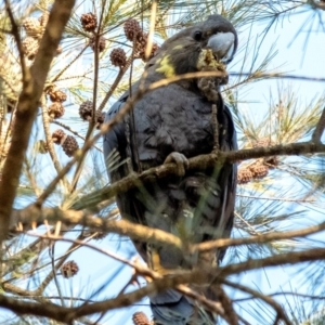 Calyptorhynchus lathami at Wingello, NSW - 15 Jul 2022