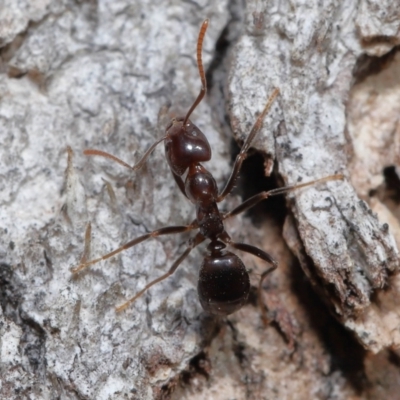 Papyrius sp (undescribed) (Hairy Coconut Ant) at Paddys River, ACT - 13 Jul 2022 by TimL