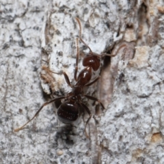 Papyrius sp (undescribed) at Paddys River, ACT - 13 Jul 2022