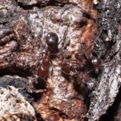 Papyrius sp (undescribed) at Paddys River, ACT - 13 Jul 2022