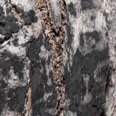 Papyrius sp (undescribed) at Paddys River, ACT - suppressed