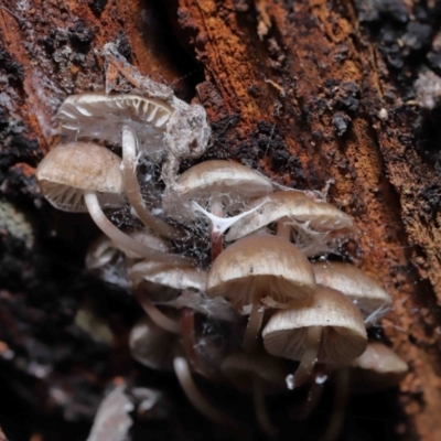 Mycena sp. (genus) (Mycena) at Paddys River, ACT - 13 Jul 2022 by TimL