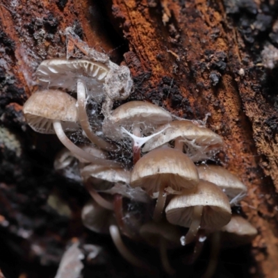 Mycena sp. (Mycena) at Paddys River, ACT - 13 Jul 2022 by TimL