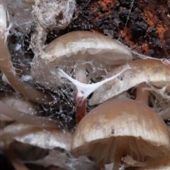 Mycena sp. at Paddys River, ACT - 13 Jul 2022 11:10 AM