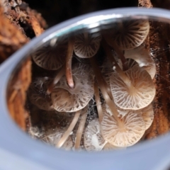 Mycena sp. at Paddys River, ACT - 13 Jul 2022 11:10 AM