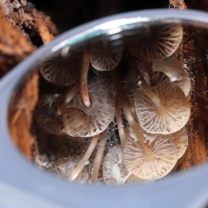 Mycena sp. at Paddys River, ACT - 13 Jul 2022