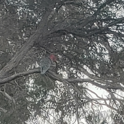 Callocephalon fimbriatum (Gang-gang Cockatoo) at Mawson, ACT - 20 Jul 2022 by KateU