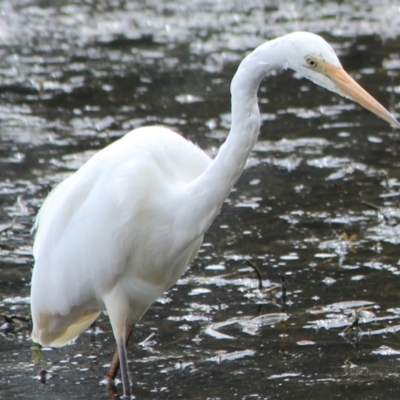 Ardea alba (Great Egret) at Moss Vale, NSW - 18 Sep 2021 by IainB