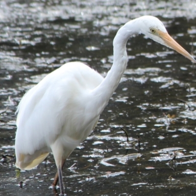 Ardea alba (Great Egret) at Wingecarribee Local Government Area - 18 Sep 2021 by IainB