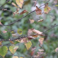 Zosterops lateralis (Silvereye) at Bowral, NSW - 21 Apr 2022 by IainB